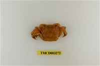 藏品(字纹弓蟹)的圖片